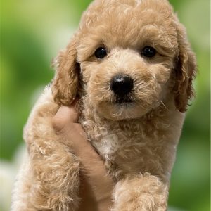 Bé Chó Poodle Kem Mơ